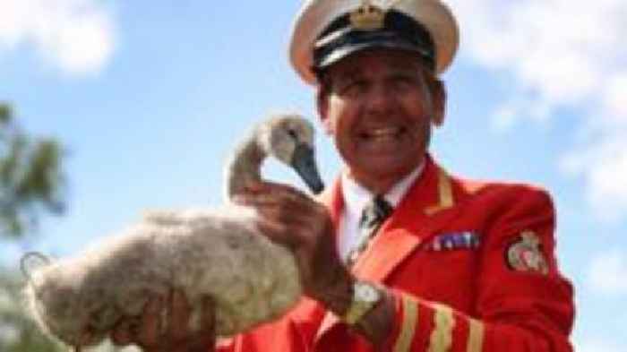 Royal swan count sees numbers resurface after dip