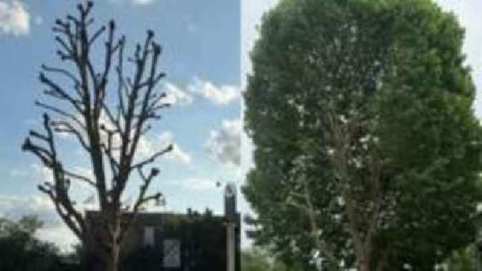 'Brutal and appalling' pruning upsets residents
