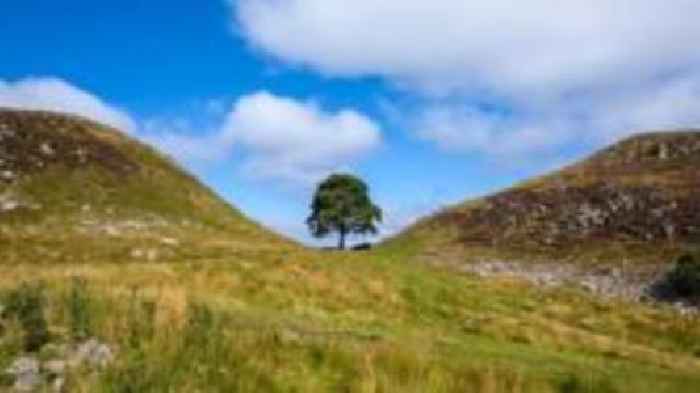 Who planted the Sycamore Gap tree?