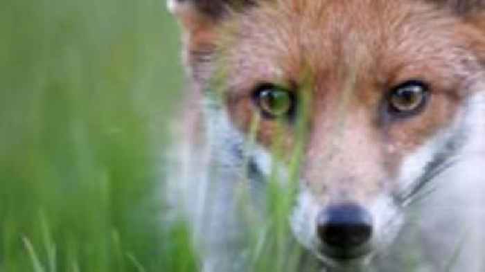 Concern over 'cruel' fox traps on Black Mountain