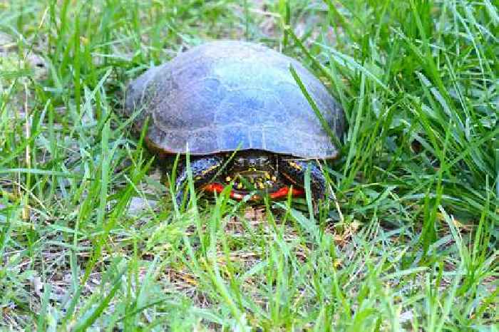 Extra Extra: Where to go if you want to have a beer and watch turtles race