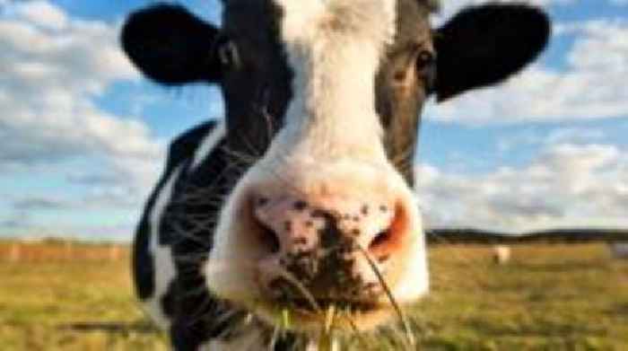 Cow stuck in water tank freed by firefighters