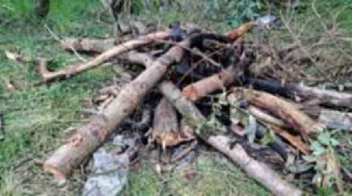 Wild campers who cut down trees fined by council