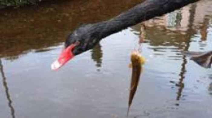 Plea to stop fishing after black swans eat line
