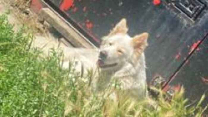 Stolen German Shepherd sparks police appeal