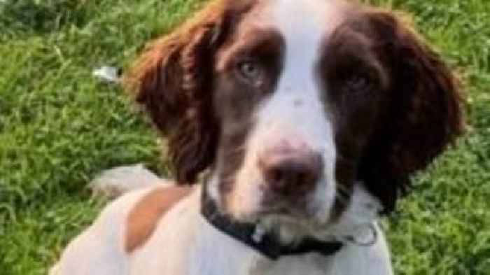 Dog who helped police Queen's funeral dies after car crash