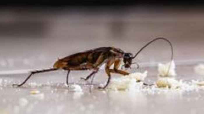 Cockroach infestation closes hospital kitchen