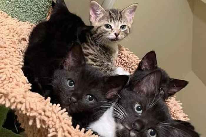Appeal to raise £15,000 to pay 'astronomically high' vet bills for Hull cat rescue