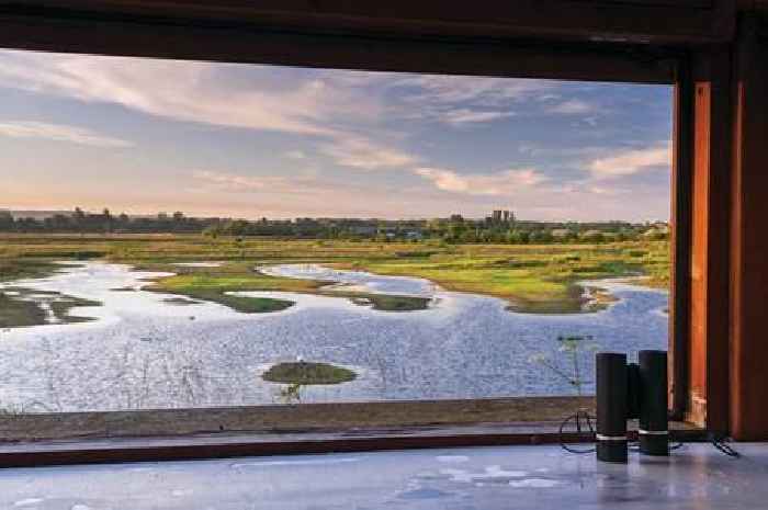 Yorkshire Wildlife Trust announce breeding success as bittern spotted at North Cave Wetlands nature reserve