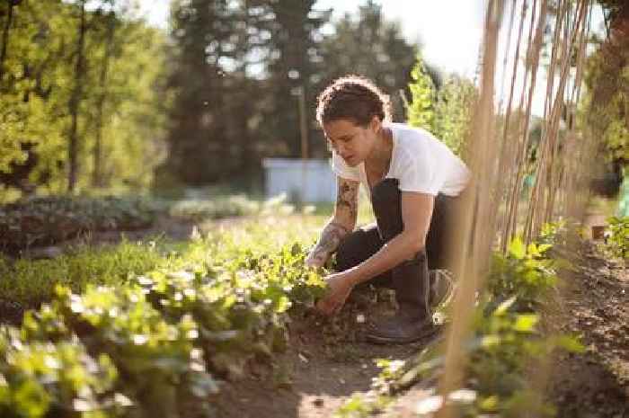 Homeowners must 'take action' or risk prosecution over one type of weed - how to remove it