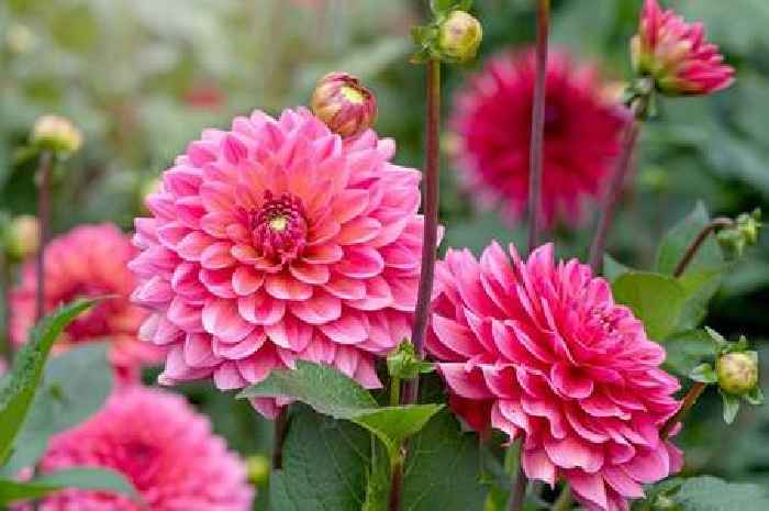 Top five 'standout' summer flowers to plant now for 'long-lasting' blooms