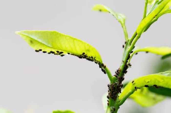 Fruit trees and veg patches will stay pest-free with these simple natural fixes