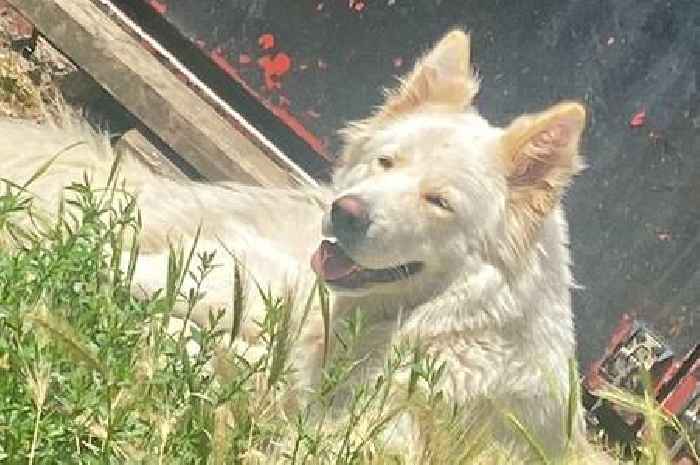 Owners 'very upset' after German Shepherd stolen from Surrey home