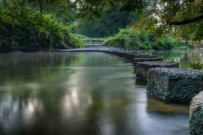 Surrey's best dog-friendly walking routes named