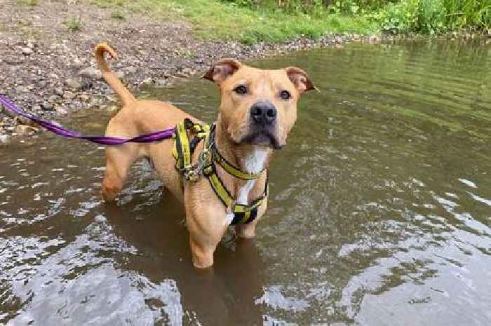 Charity urging Lanarkshire dog owners to be aware of blue-green algae in water