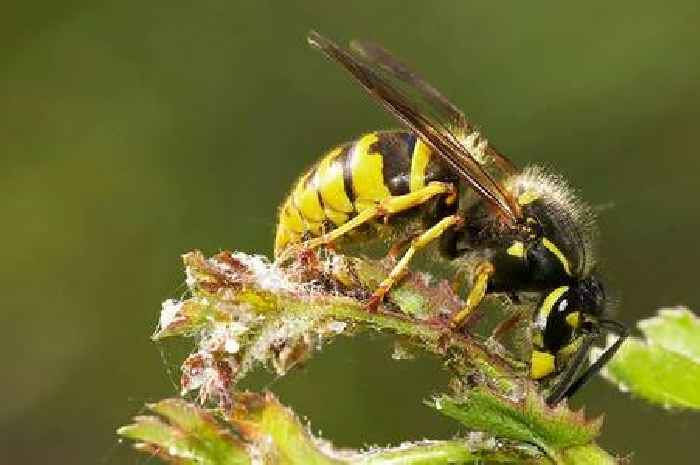 Huge surge in wasps in UK thanks to weather and it's going to get worse