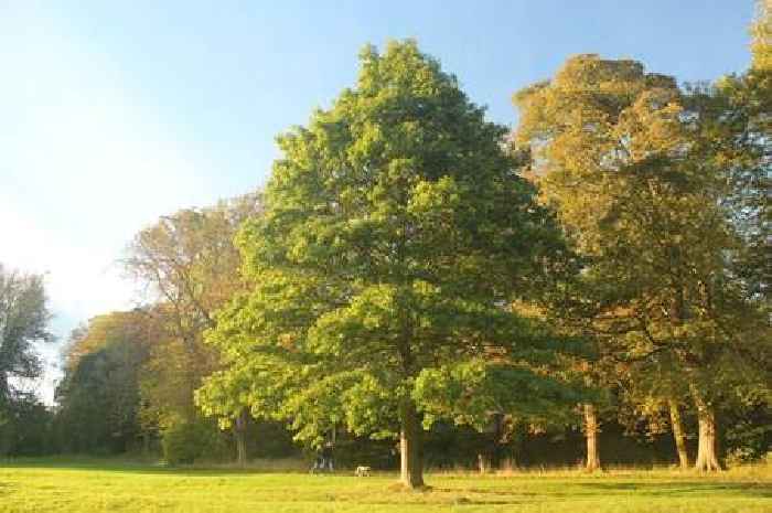 Woodland to commemorate city's war dead could cost as much as £6m