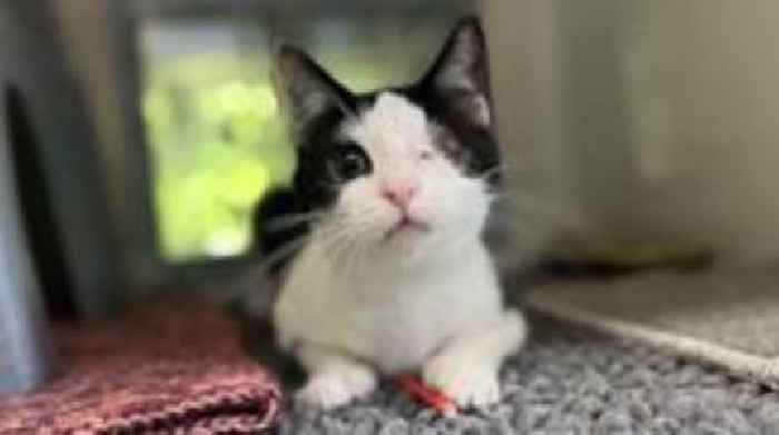One-eyed kitten's vet bill paid for by fundraiser