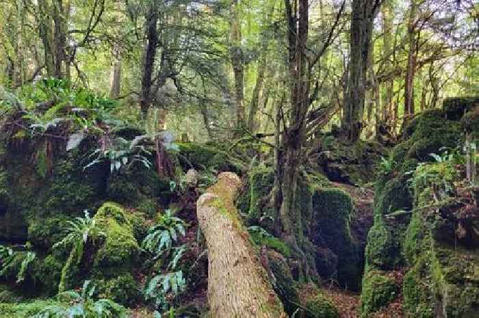 Ancient forest that's 'most magical place on Earth' is just an hour from Bristol