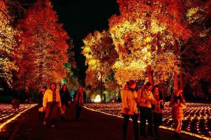 Magical winter lights trail to return to Surrey woodland with spectacular night-time walk