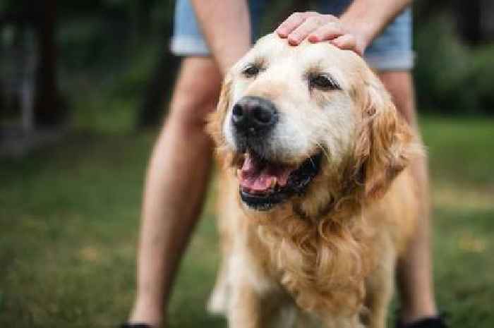 Dogs could be judging your personality, study suggests