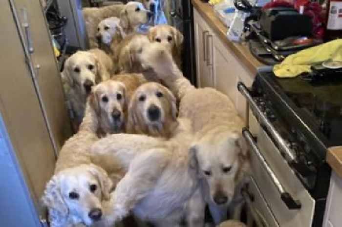 Golden retriever tourist attraction described as 'horrible nightmare' where animals suffered and died in agony