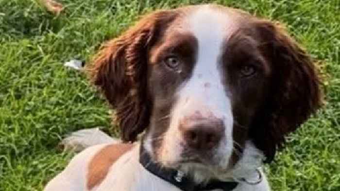 Police dog that took part in Queen Elizabeth II's funeral dies after car crash
