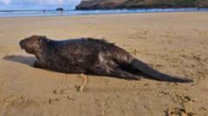 Dead beaver found on Cornish beach
