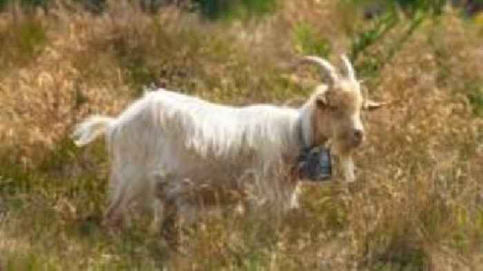 Goats on guard to protect national park Roman site