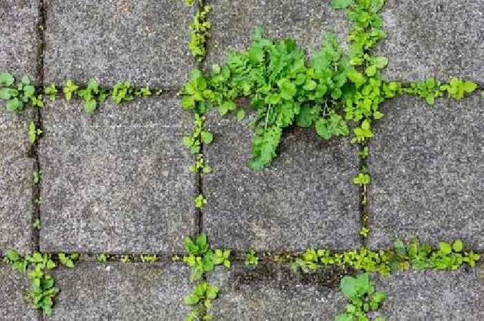 Garden patios will be 'sparkling' and weed-free if you use 35p item to clean