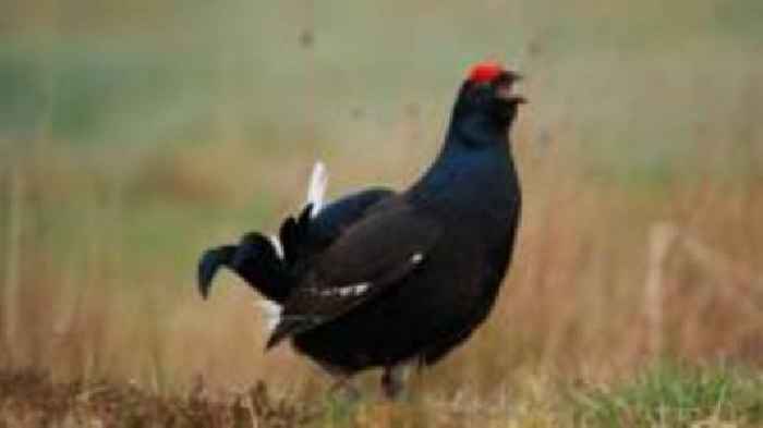 Bid to bring black grouse back to Peak District