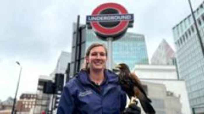 Hawk commutes underground to first major job