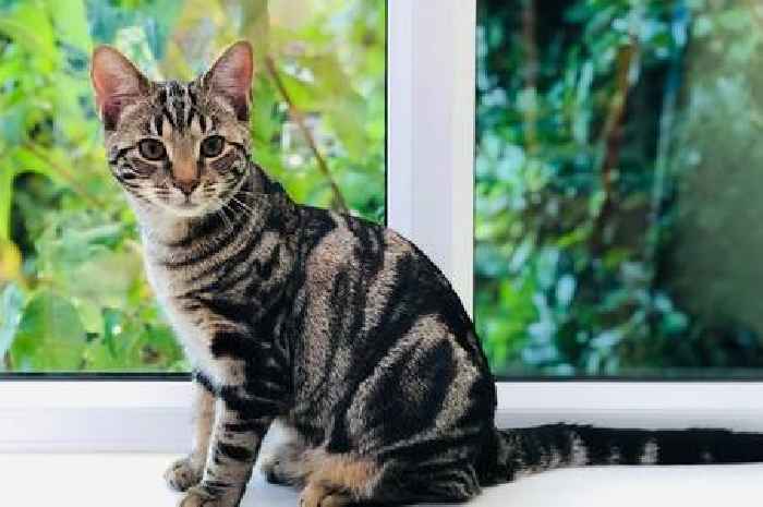 Pets At Home issues warning to customers in urgent email