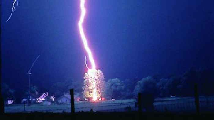 Lightning kills 320 million trees each year