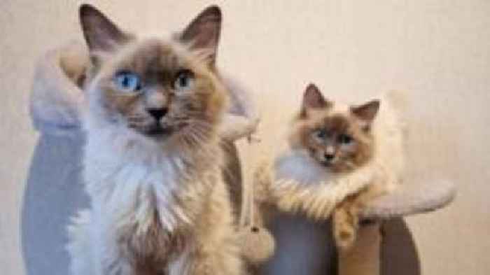 Appeal as seven ragdoll cats found within one mile