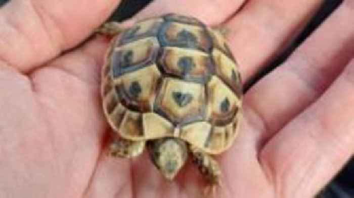 Baby tortoise 'smuggled into UK in cigarette packet'
