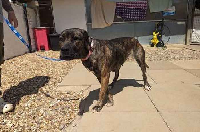 Couple who starved their dog told RSPCA inspectors she was 'given to them by drug dealers'