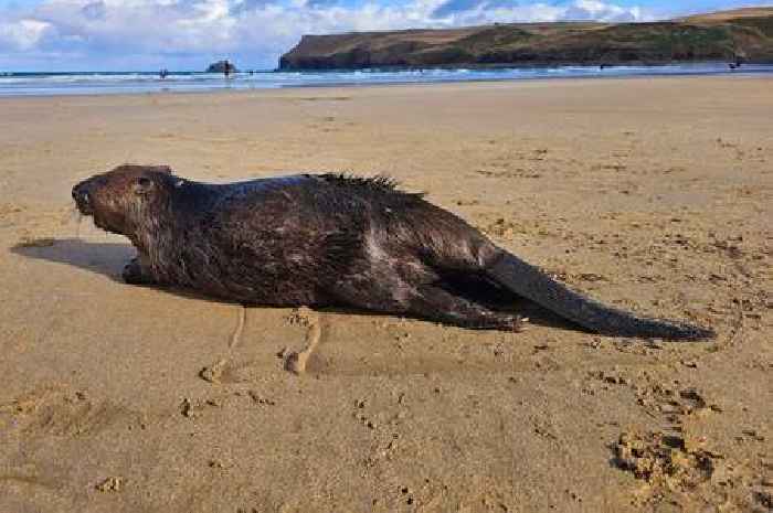 'Rare' and unusual finding as dead beaver washes up on Cornwall beach