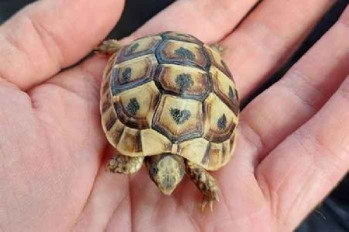 Boston woman under investigation after baby tortoise in cigarette box smuggled into UK