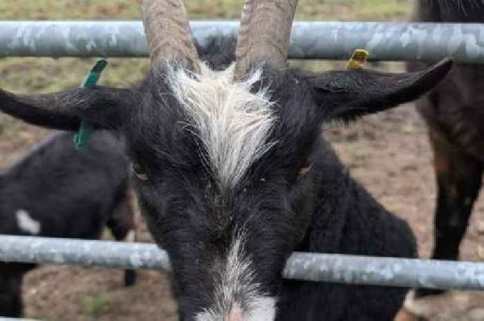 Perthshire farmer 'devastated' after two pet pygmy goats stolen from farmyard