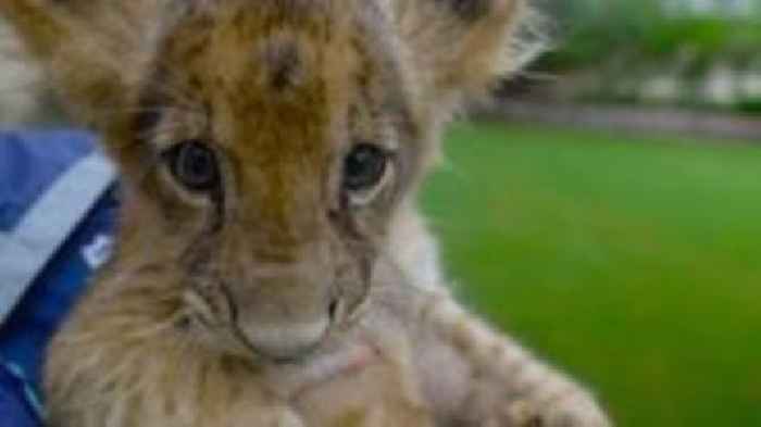 Big cat owners hide their animals amid Pakistani crackdown