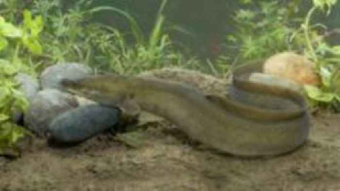 Lanes created in rivers to assist eel migration