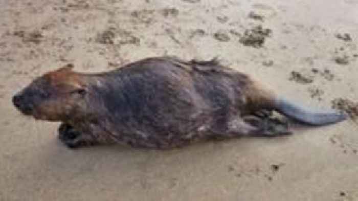 Beaver died from salt water intoxication - report