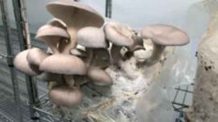 Farm pioneers mushrooms grown on coffee grounds