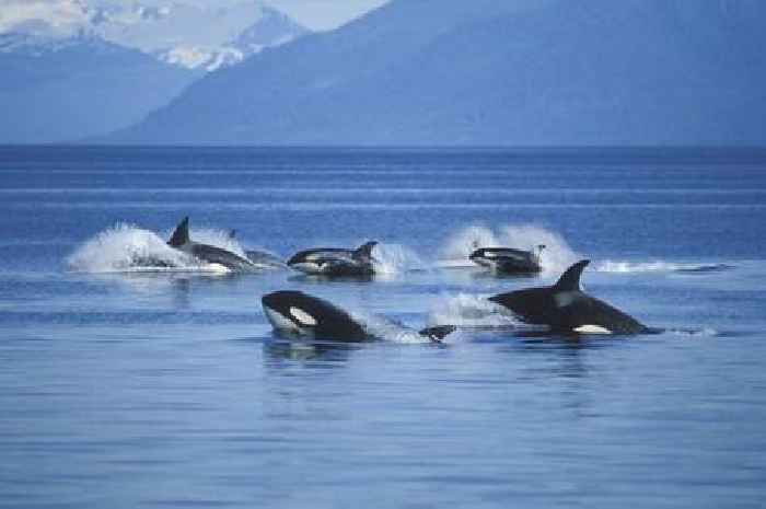 Killer whale attack warning for UK coast after yacht rammed in Spain