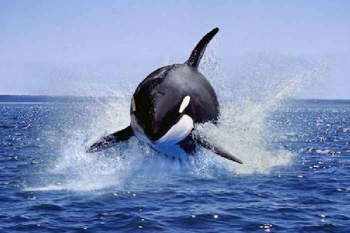 British sailors warned to 'watch out' for killer whales after orca attack on yacht