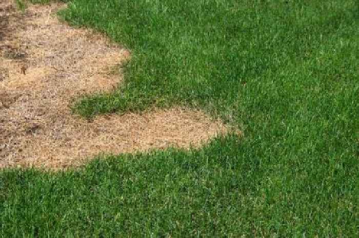 Revive your 'wilted, patchy and brown' lawn with expert's easy 4 step plan