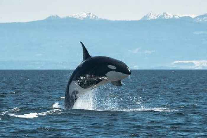 Killer whale warning for British sailors after orcas attack yacht in Spain