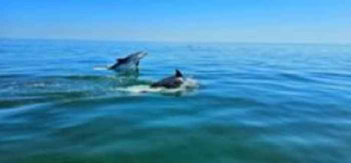 Dolphin sighting 'once in a lifetime' experience