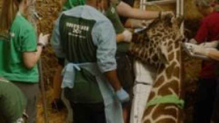 Watch: Team of 25 mends giraffe's hooves at UK zoo